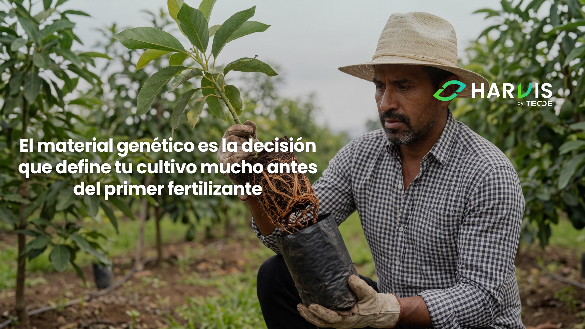 El material genético: la decisión que define tu cultivo mucho antes del primer fertilizante