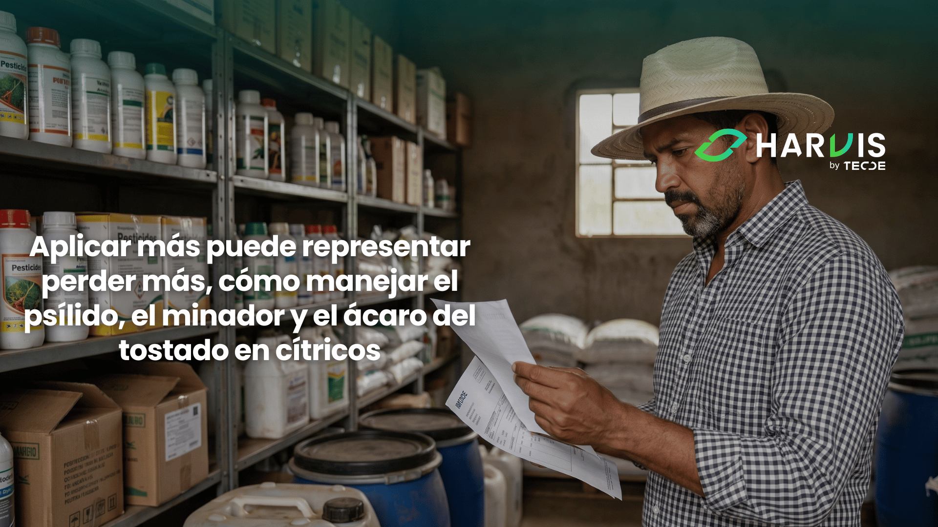 Aplicar más puede representar perder más, cómo manejar el psílido, el minador y el ácaro del tostado en cítricos