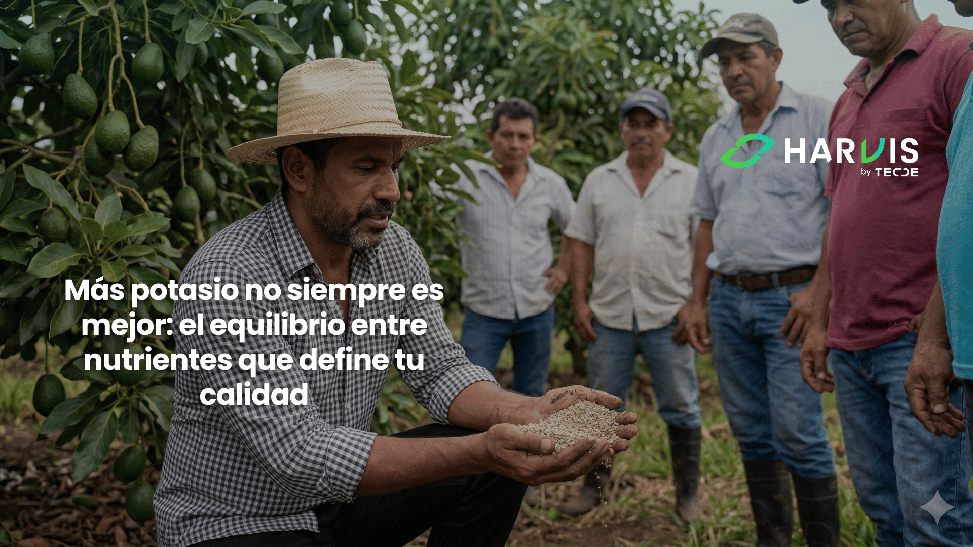Más potasio no siempre es mejor: el equilibrio entre nutrientes que define tu calidad