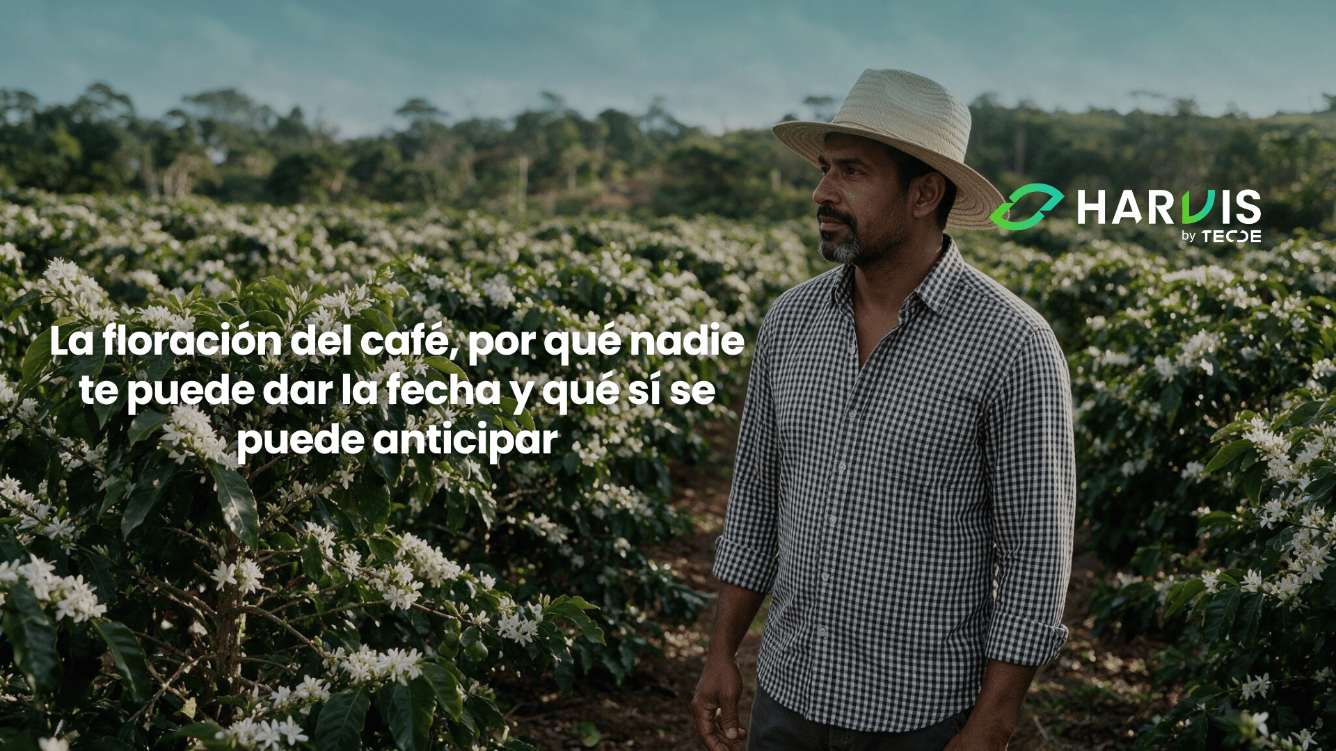 La floración del café, por qué nadie te puede dar la fecha y qué sí se puede anticipar